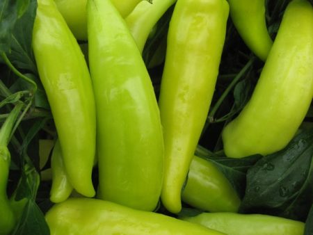 Kings Seeds Pepper Chilli Hungarian Hot Wax Online now