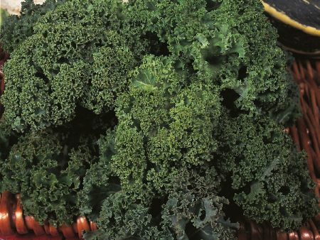 Suffolk Herbs ORGANIC SEEDS Kale Westland Winter Borecole Sale