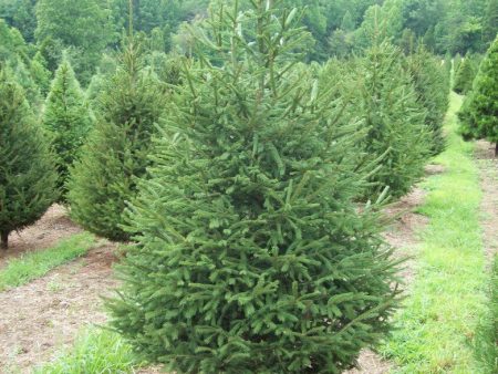 Premium Norway Spruce Christmas Tree 150cm - 175cm on Sale