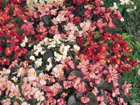 Kings Seeds Begonia Sunshine Carpet Online Hot Sale