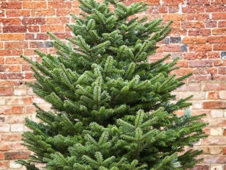 Premium Nordman Non Drop Christmas Tree 175cm-200cm Discount