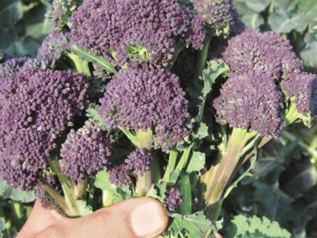 Suffolk Herbs ORGANIC SEEDS Broccoli Purple Sprouting Santee For Sale