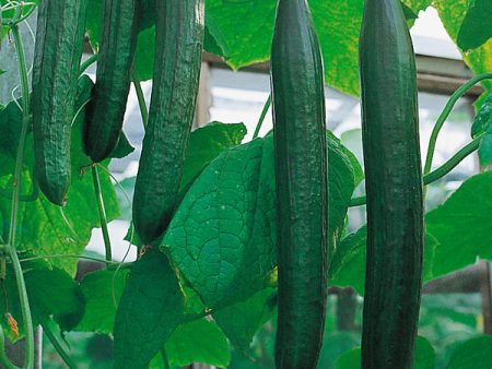 Suffolk Herbs ORGANIC SEEDS Cucumber Flamingo F1 Hot on Sale