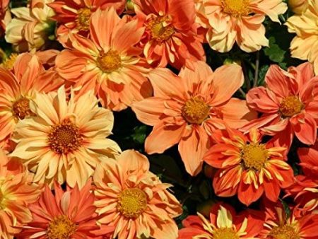 Kings Seeds Dahlia Sunny Reggae Online Hot Sale