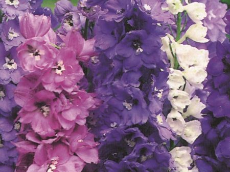 Kings Seeds Delphinium Magic Fountains Mix Supply