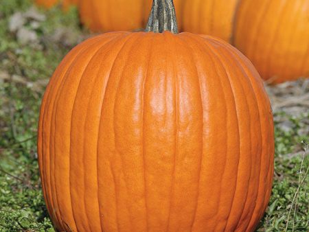 Kings Seeds Pumpkin Expert Online Hot Sale