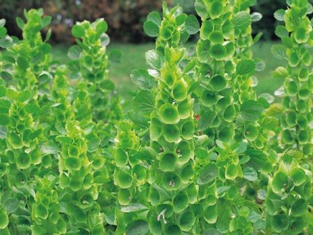 Kings Seeds Bells of Ireland Molucella laevis For Sale