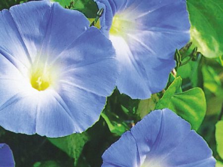 Kings Seeds Ipomoea Heavenly Blue Online now