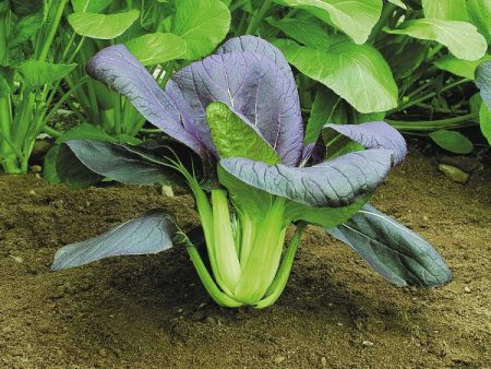 Kings Seeds Pak Choi Red Choi F1 Online now