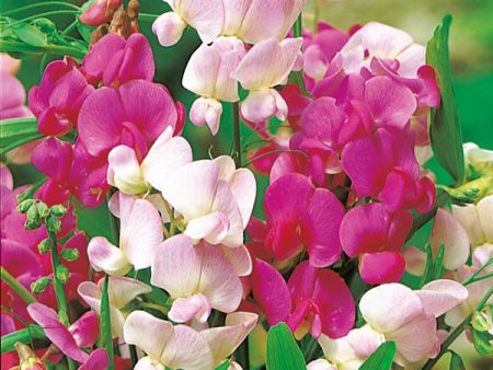 Kings Seeds Lathyrus latifolius Everlasting Mix For Sale