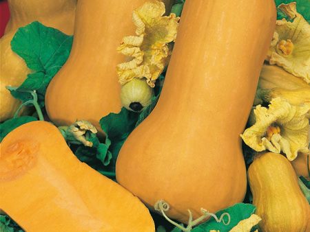 Suffolk Herbs ORGANIC SEEDS Winter Squash Butternut Waltham Online Sale