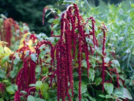 Kings Seeds Love Lies Bleeding Amaranthus caudatus For Discount