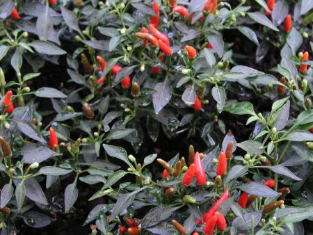 Kings Seeds Pepper Chilli Demon Red Sale