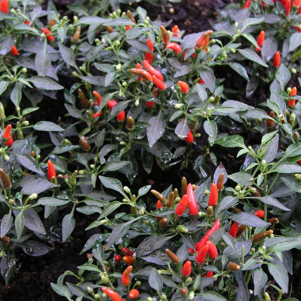 Kings Seeds Pepper Chilli Demon Red Sale