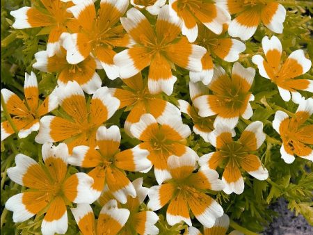 Kings Seeds Limnanthes douglasii Cheap