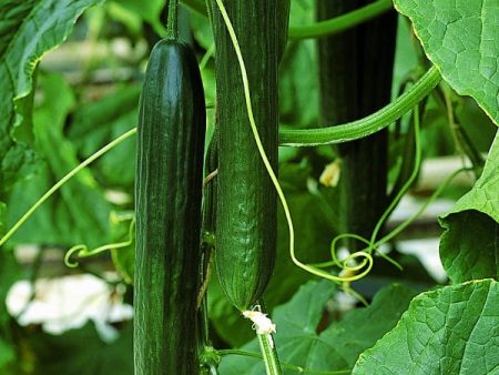 Suffolk Herbs ORGANIC SEEDS Cucumber Styx F1 Sale