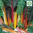 Kings Seeds Beet, Leaf Rainbow Chard Supply