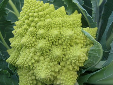 Suffolk Herbs ORGANIC SEEDS Cauliflower Romanesco Veronica Discount