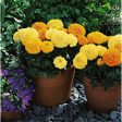 Kings Seeds Marigold Inca Mixed F1 Cheap