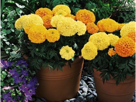 Kings Seeds Marigold Inca Mixed F1 Cheap