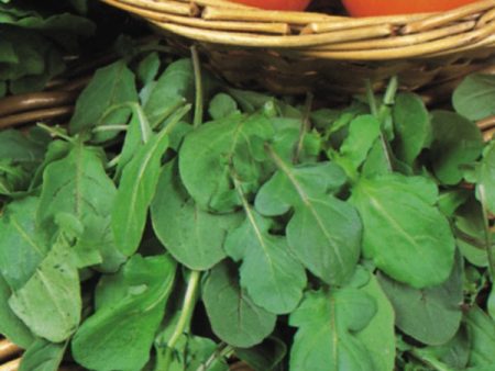 Suffolk Herbs ORGANIC SEEDS Salad Rocket Fashion