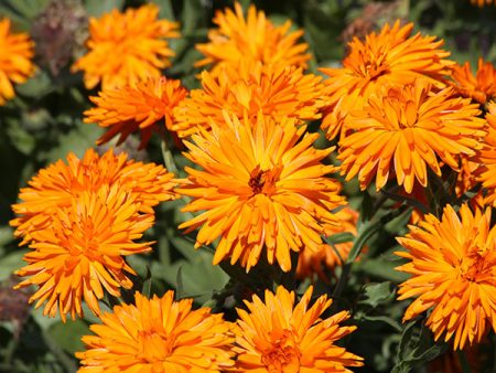 Kings Seeds Calendula Calexis Orange For Sale