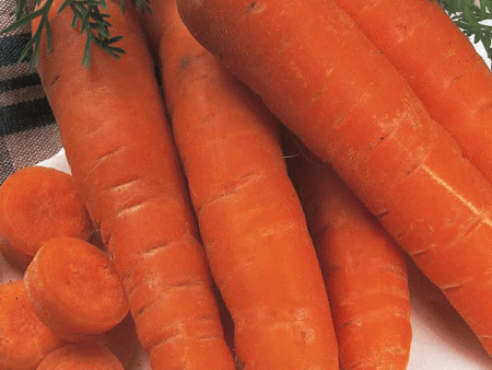 Suffolk Herbs ORGANIC SEEDS Carrot Autumn King Sale