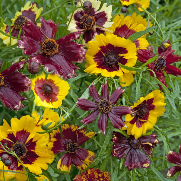 Kings Seeds Coreopsis Incredible Dwarf Mixed Sale