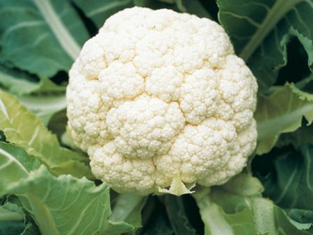 Suffolk Herbs ORGANIC SEEDS Cauliflower Goodman F1 For Discount