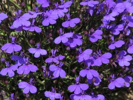 Kings Seeds Lobelia Crystal Palace Online now