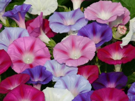 Kings Seeds Ipomoea Lazy Luxe Mixed Online