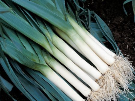 Suffolk Herbs ORGANIC SEEDS Leek Atlanta Online