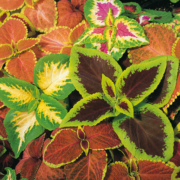 Kings Seeds Coleus Top Crown For Sale