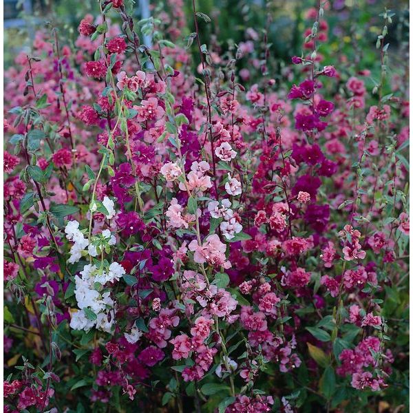 Kings Seeds Clarkia Double Delight Hot on Sale