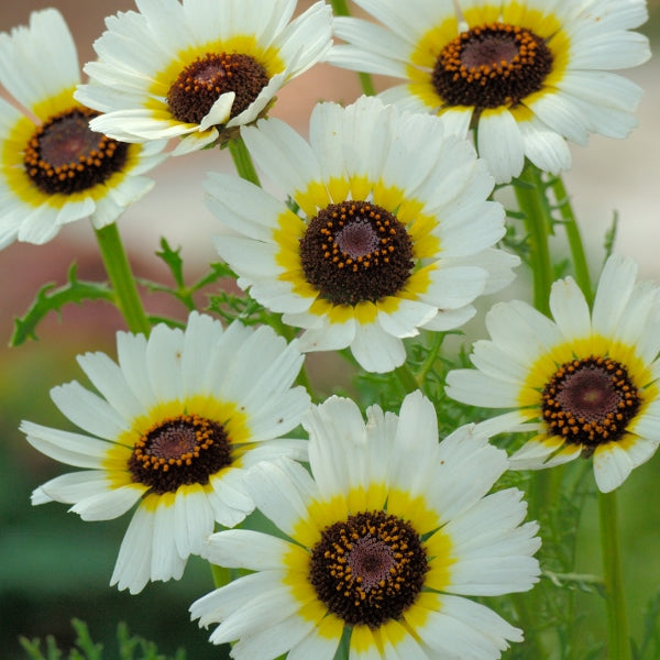 Kings Seeds Chrysanthemum Polar Star Discount