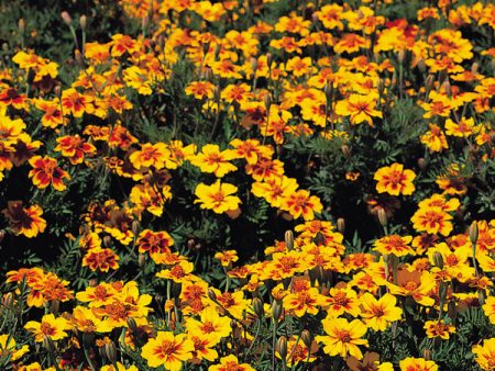 Kings Seeds Marigold Naughty Marietta Cheap