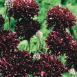 Kings Seeds Cornflower Black Ball Online