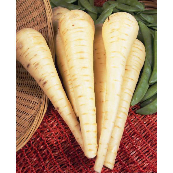 Kings Seeds Parsnip Imperial Crown For Discount