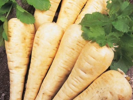 Kings Seeds Parsnip Hollow Crown For Sale