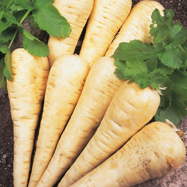 Kings Seeds Parsnip Hollow Crown For Sale