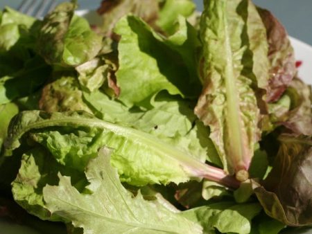 Suffolk Herbs ORGANIC SEEDS Lettuce Mixed For Discount