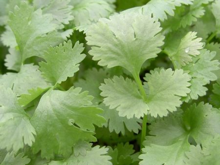 Kings Seeds Herb Coriander Leisure Leafy For Cheap