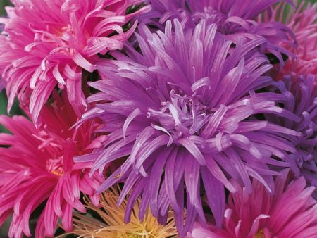 Kings Seeds Aster Ostrich Plume Mixed Discount