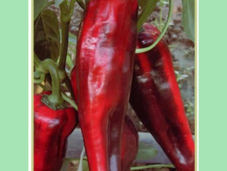 Kings Seeds Pepper Sweet Thor F1 Sale