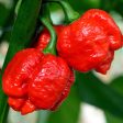 Kings Seeds Pepper Chilli Moruga Red Online now