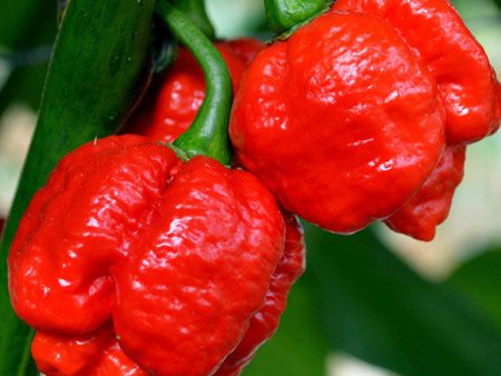 Kings Seeds Pepper Chilli Moruga Red Online now