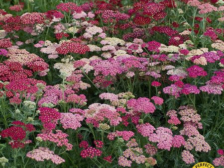 Kings Seeds Achillea Summer Berries F2 Supply