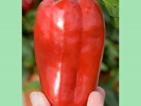 Kings Seeds Pepper Sweet Redskin F1 For Discount