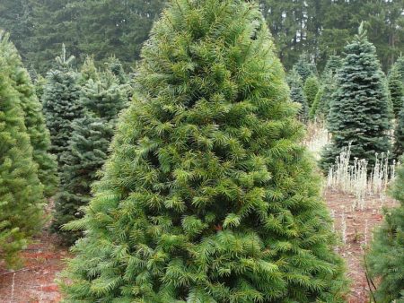 Premium Fraser Fir Christmas Tree 175cm - 200cm Fashion