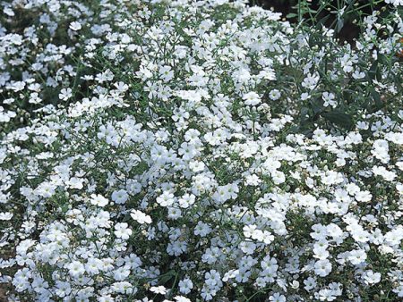 Kings Seeds Gypsophila Covent Garden For Sale